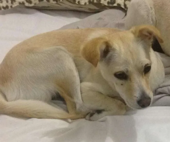 Cachorro ra a Srd idade  nome Chiquinha