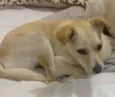 Chiquinha