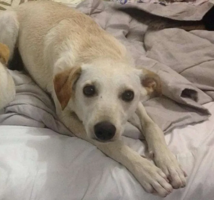 Cachorro ra a Srd idade 1 ano nome Mel