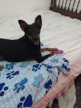 Tintim