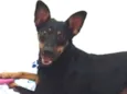 Tintim