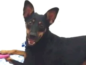 Cachorro raça Srd idade 3 anos nome Tintim