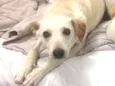 Mel