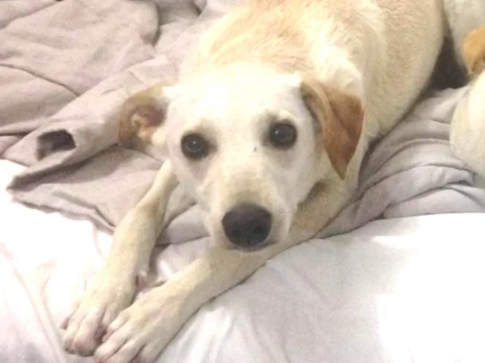 Cachorro ra a Srd idade 1 ano nome Mel