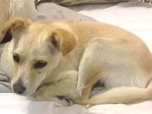 Cachorro raça Srd idade  nome Chiquinha