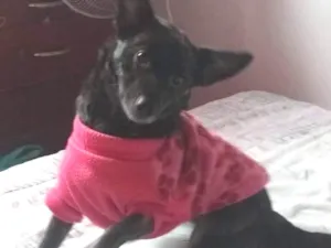 Cachorro raça Srd idade 1 ano nome Maju