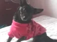 Maju