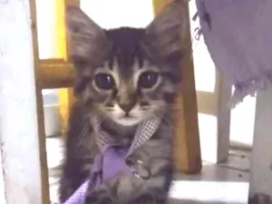 Gato raça  idade 2 a 6 meses nome SAFIRINHA