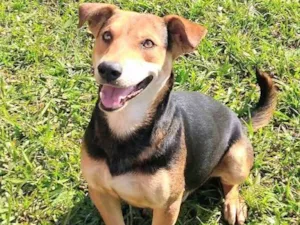 Cachorro raça SRD idade 2 anos nome Peter