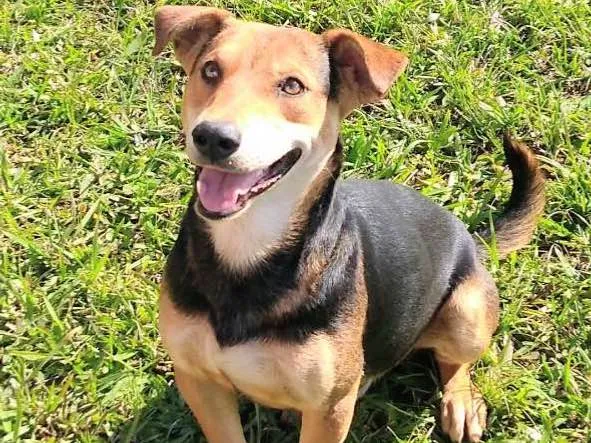 Cachorro ra a SRD idade 2 anos nome Peter