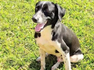 Cachorro raça SRD idade 4 anos nome Tony