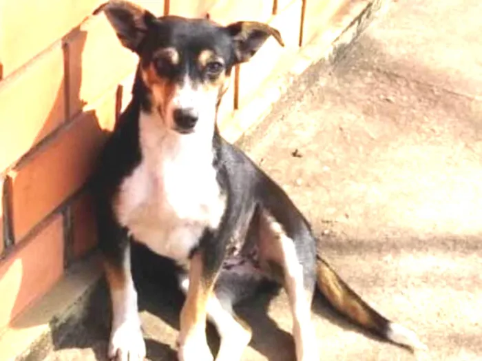 Cachorro ra a SRD idade 2 anos nome Chica