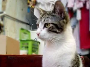 Gato raça srd idade 2 a 6 meses nome Princesa