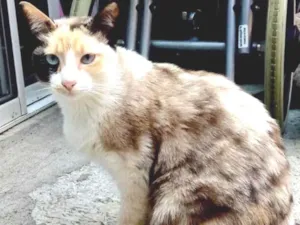 Gato raça srd idade 2 anos nome Maria