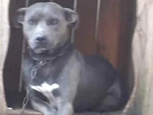 Cachorro raça RAÇA INDEFINIDA idade 3 anos nome MAX