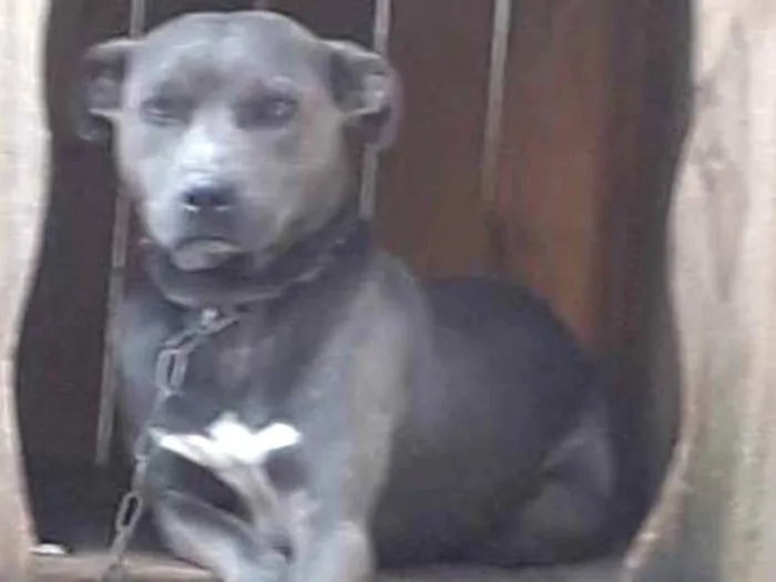 Cachorro ra a RAÇA INDEFINIDA idade 3 anos nome MAX