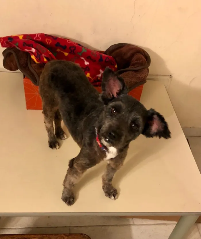 Cachorro ra a Srd com Poodle idade 2 anos nome Maia