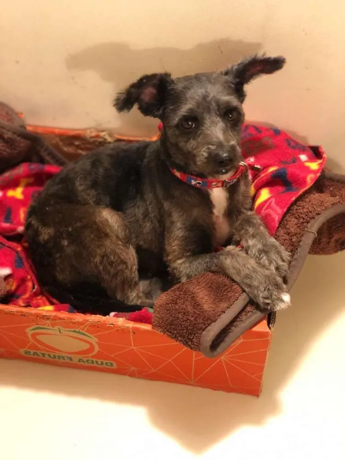 Cachorro ra a Srd com Poodle idade 2 anos nome Maia
