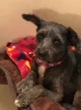 Maia