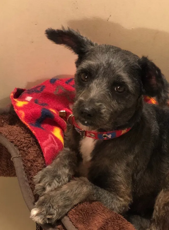 Cachorro ra a Srd com Poodle idade 2 anos nome Maia