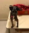 Maia