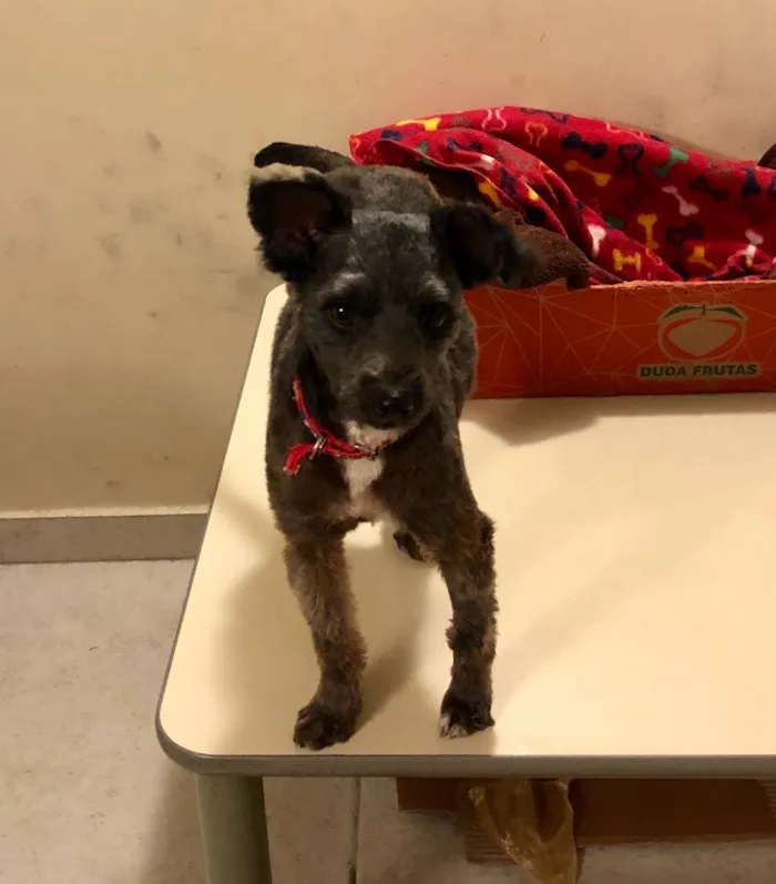 Cachorro ra a Srd com Poodle idade 2 anos nome Maia