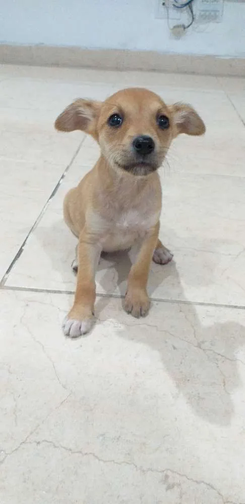 Cachorro ra a SRD idade 2 a 6 meses nome Sem nome