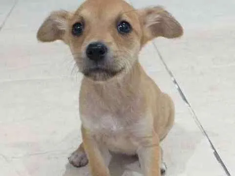 Cachorro ra a SRD idade 2 a 6 meses nome Sem nome