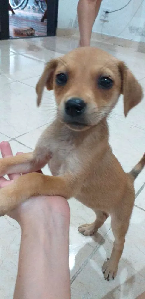 Cachorro ra a SRD idade 2 a 6 meses nome Sem nome