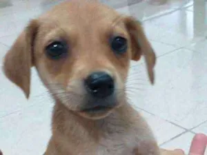Cachorro raça SRD idade 2 a 6 meses nome Sem nome