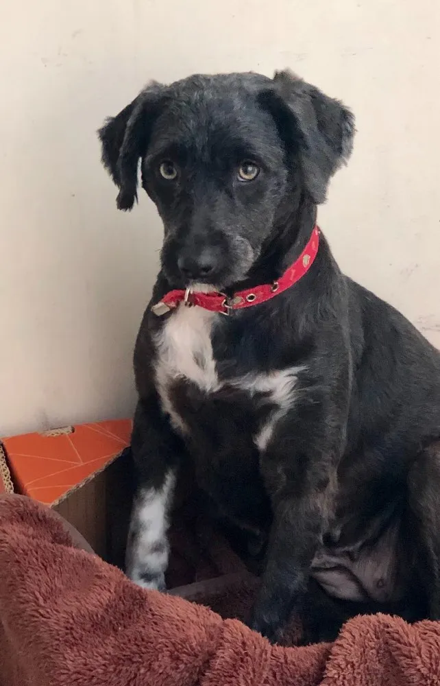 Cachorro ra a Srd  idade 2 anos nome Lolinha
