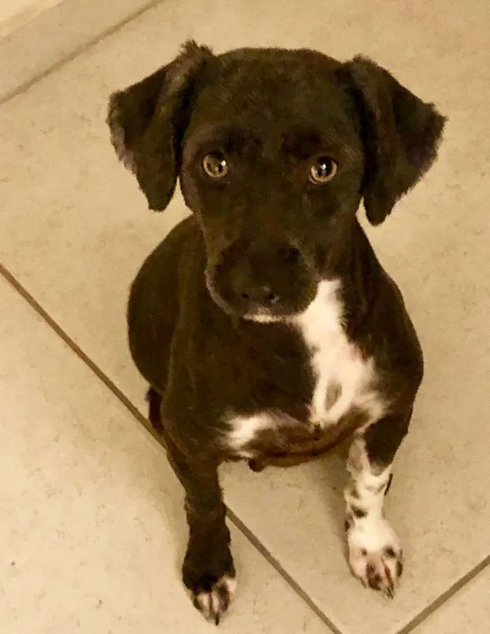 Cachorro ra a Srd  idade 2 anos nome Lolinha