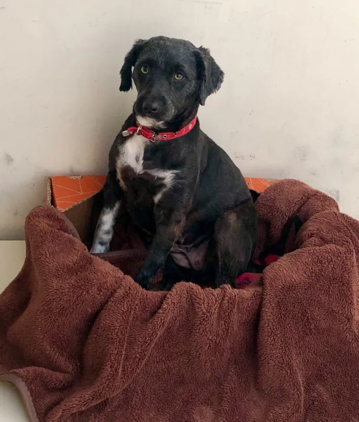 Cachorro ra a Srd  idade 2 anos nome Lolinha