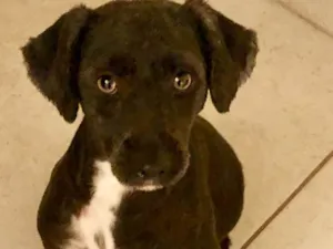 Cachorro raça Srd  idade 2 anos nome Lolinha