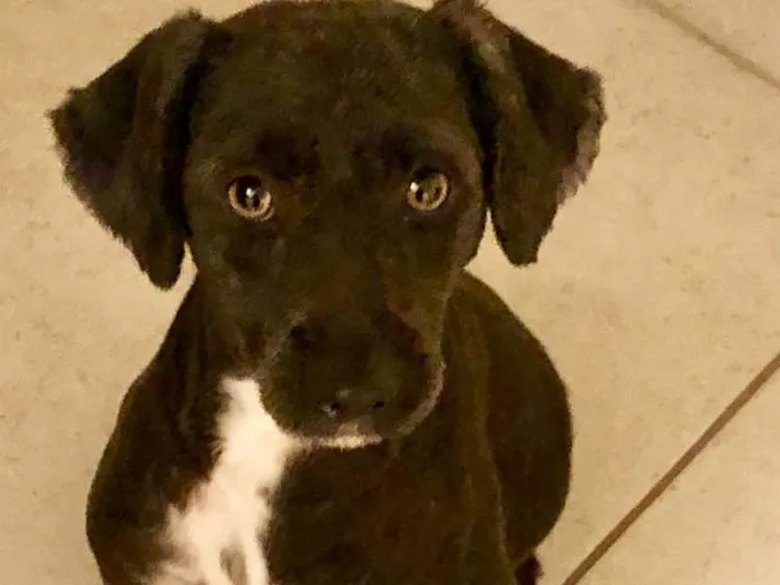 Cachorro ra a Srd  idade 2 anos nome Lolinha