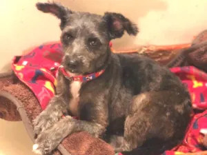 Cachorro raça Srd com Poodle idade 2 anos nome Maia