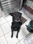 Cachorro raça RND idade 2 anos nome Thor