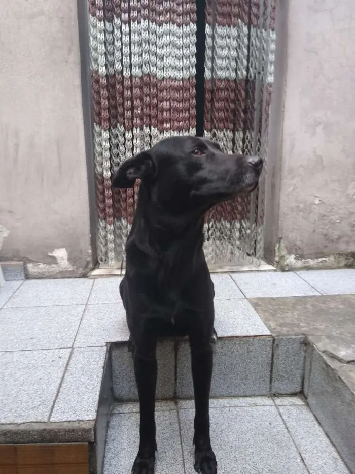 Cachorro raça RND idade 2 anos nome Thor