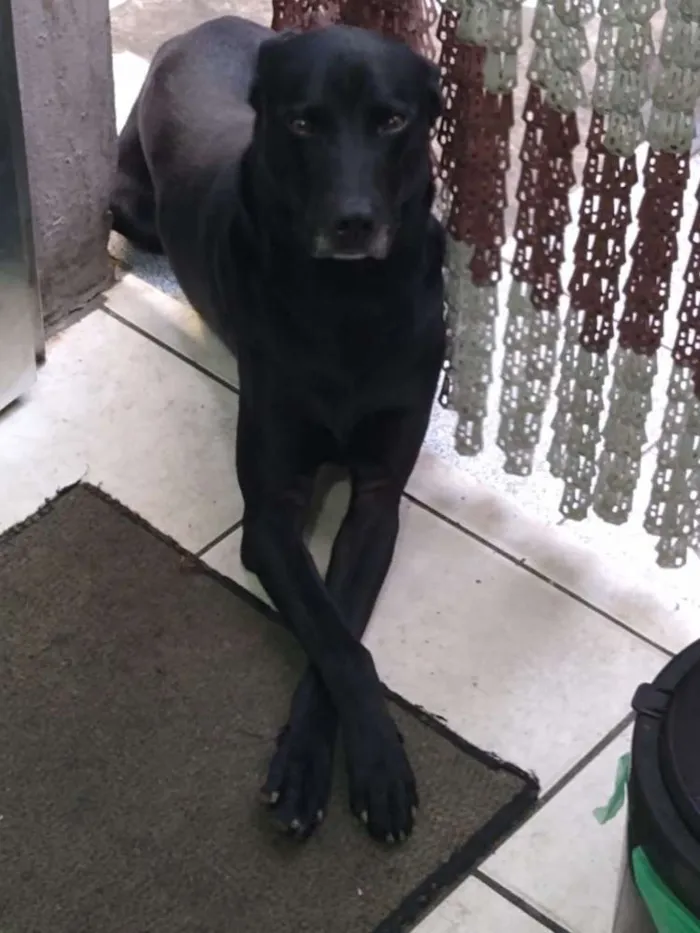 Cachorro raça RND idade 2 anos nome Thor