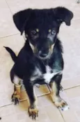 REGINALDO DOG