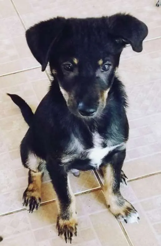 Cachorro ra a SRD idade 2 a 6 meses nome REGINALDO DOG