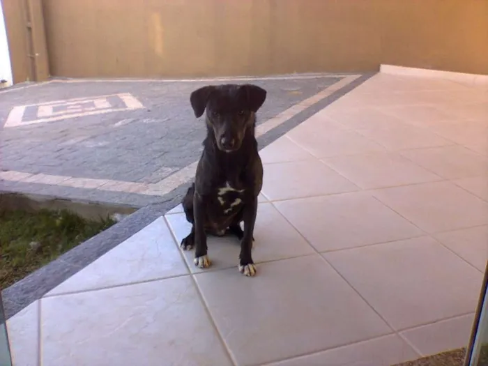 Cachorro ra a Indefinido  idade 5 anos nome Lupe