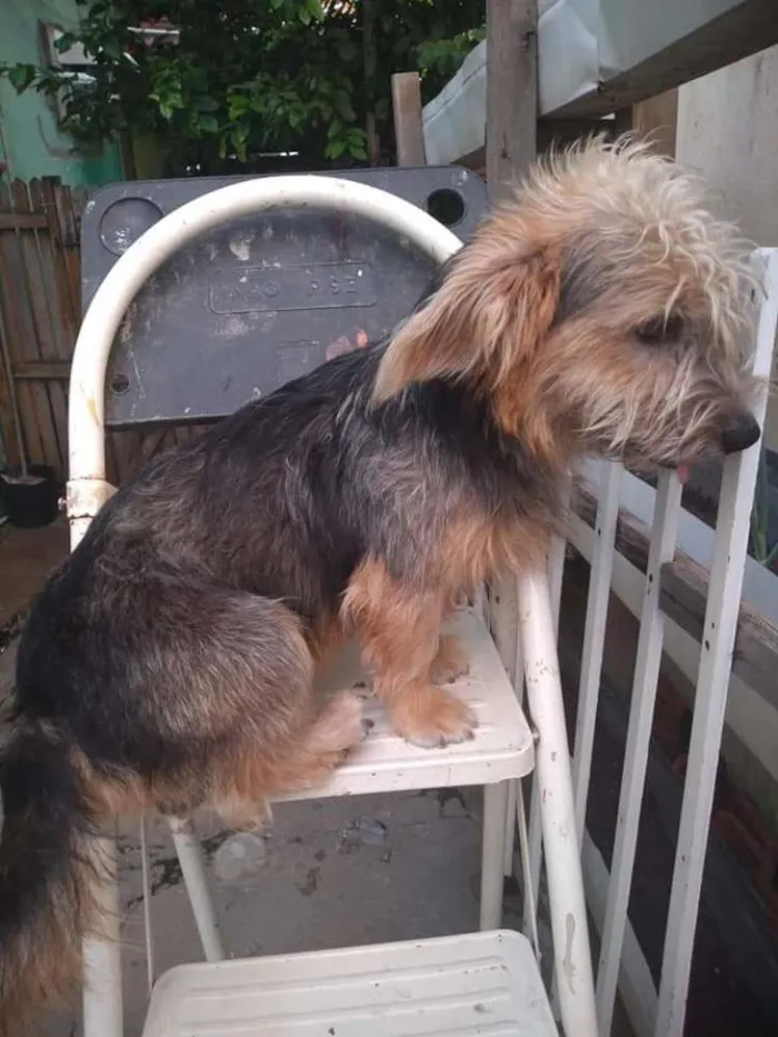 Cachorro ra a Yorkshire com Basset idade 1 ano nome Lucky