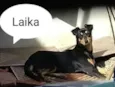 Laika