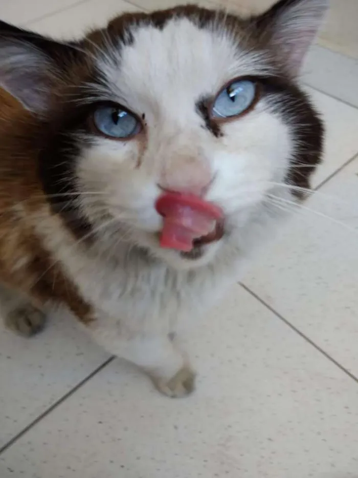 Gato ra a Felina idade 6 ou mais anos nome Sem nome