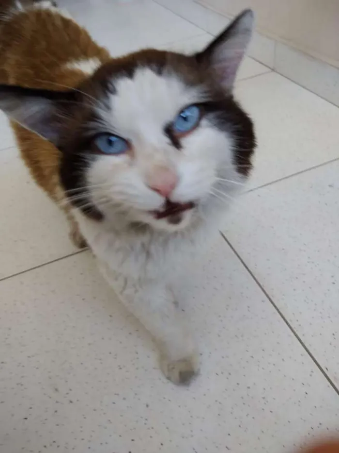 Gato ra a Felina idade 6 ou mais anos nome Sem nome