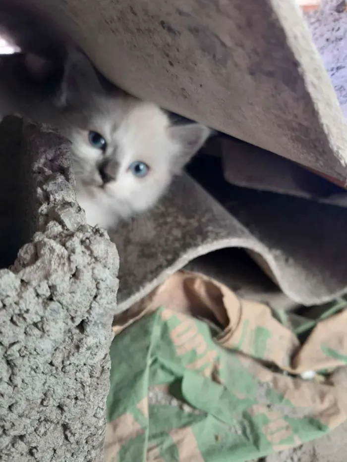 Gato ra a Siamês, cinza  idade Abaixo de 2 meses nome Sem nomes 