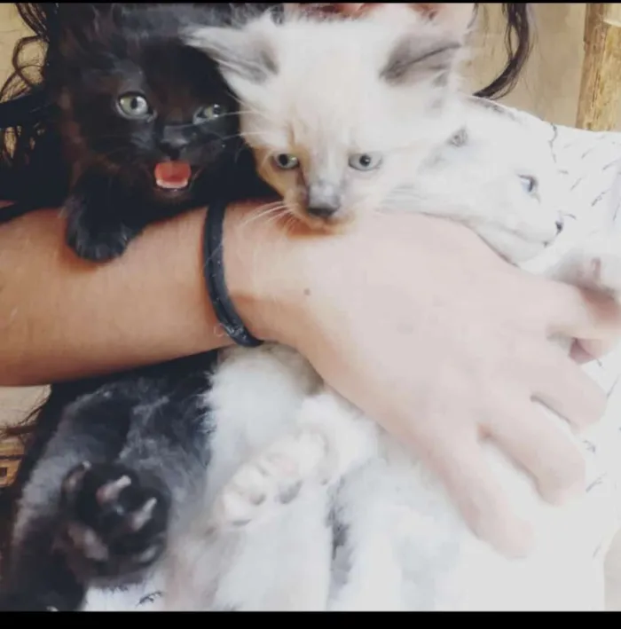 Gato ra a Siamês, cinza  idade Abaixo de 2 meses nome Sem nomes 