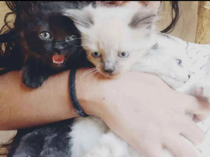 Gato ra a Siamês, cinza  idade Abaixo de 2 meses nome Sem nomes 