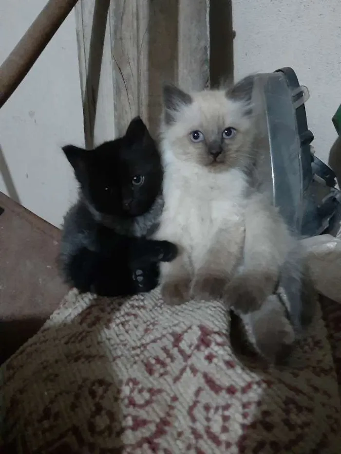 Gato ra a Siamês, cinza  idade Abaixo de 2 meses nome Sem nomes 
